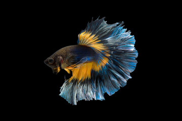 Yellow betta fish, Siamese fighting fish, betta splendens (Halfmoon betta, Pla-kad (biting fish) isolated on black background.