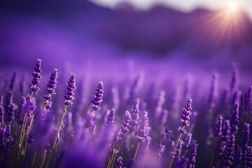 Extreme close-up of abstract blurred lavender fields, soothing purple shades abstract background,...