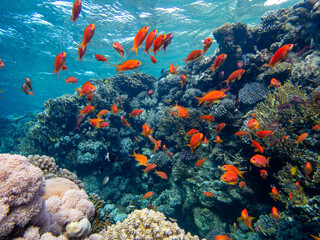 A school of bright red fish in the coral reef of the Red Sea