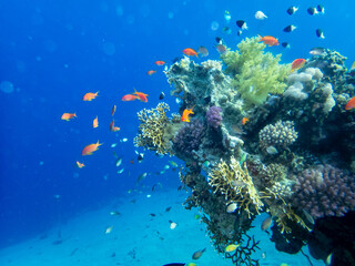 A school of bright red fish in the coral reef of the Red Sea
