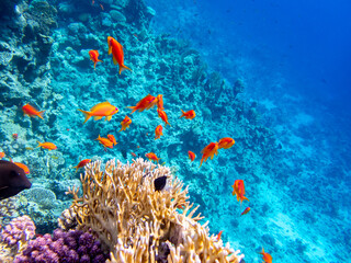 A school of bright red fish in the coral reef of the Red Sea © glebantiy
