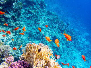 A school of bright red fish in the coral reef of the Red Sea