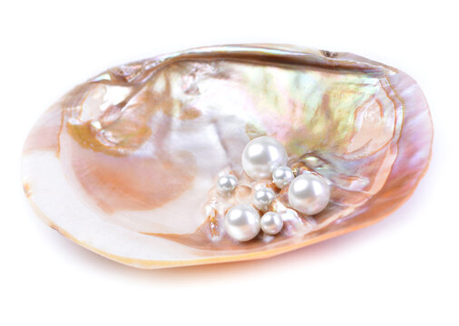 Natural pearls inside the oyster shell