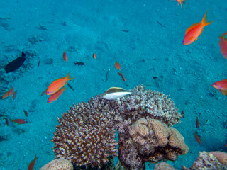 A school of bright red fish in the coral reef of the Red Sea