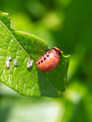 Colorado beetle on potato leaves. Nature