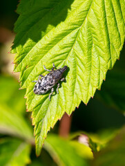 Bed bug on a green leaf. Macro