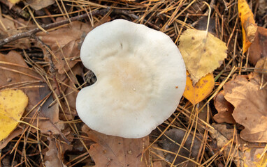 Inedible mushrooms grow in the autumn forest. Close-up