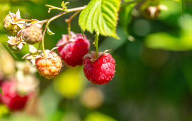 Ripe red raspberries. Nature in the garden
