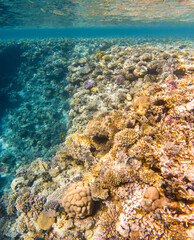 Coral reef under sea water.