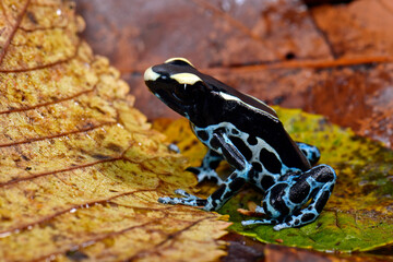 Dyeing poison dart frog // Färberfrosch (Dendrobates tinctorius) - Graubeiner