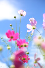 Fototapeta premium コスモスと青い空