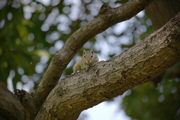 Squirrel on a tree branch