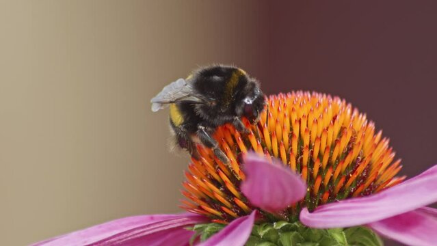 A macro close-up shot of a bumblebee on an orange cone flower collecting pollen.