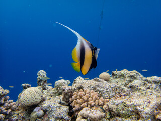 Diverse inhabitants in the coral reef of the Red Sea
