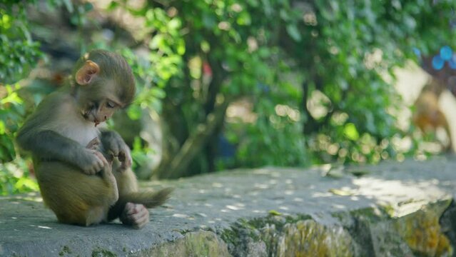 Close up, baby monkey on stone wall