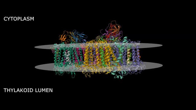 Structure of Photosystem I of the cyanobacterium Fischerella thermalis PCC 7521 acclimated to far-red light. Animated 3D Gaussian surface and cartoon models, chain id color scheme, PDB 6pnj