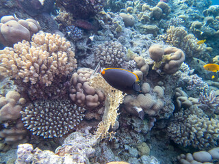 Diverse inhabitants in the coral reef of the Red Sea