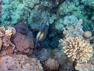 Diverse inhabitants in the coral reef of the Red Sea