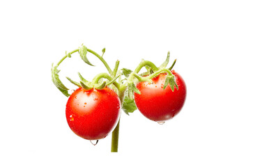 Tomato plant isolated on white background. Green seedling of fresh ripe red tomatoes, close up