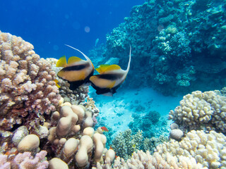 Diverse inhabitants in the coral reef of the Red Sea