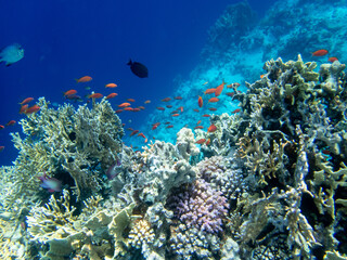 Fototapeta na wymiar Diverse inhabitants in the coral reef of the Red Sea