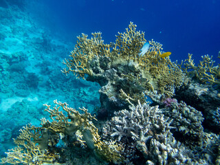 Diverse inhabitants in the coral reef of the Red Sea