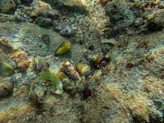 Diverse inhabitants in the coral reef of the Red Sea