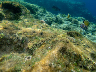 Diverse inhabitants in the coral reef of the Red Sea