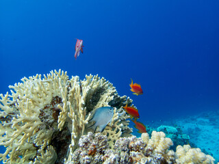 Diverse inhabitants in the coral reef of the Red Sea