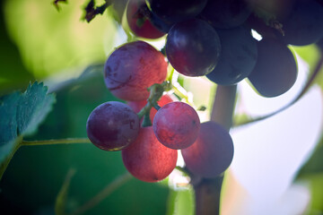 Fresh grapes on vine close-up under sunlight in summer. Close up of grapes hanging on branch.