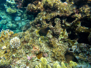 Diverse inhabitants in the coral reef of the Red Sea