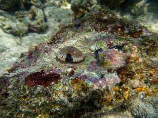 Diverse inhabitants in the coral reef of the Red Sea