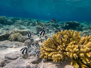 Diverse inhabitants in the coral reef of the Red Sea