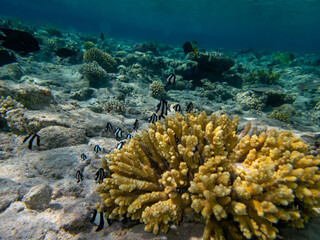 Diverse inhabitants in the coral reef of the Red Sea