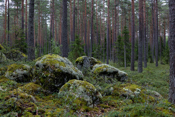 Magical fairytale forest. Coniferst forest covered of green moss. Erratic origin from glaciers time.