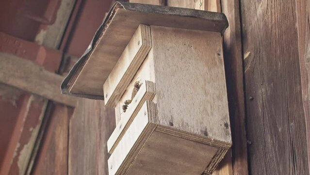 Close up shot of a birdhouse with hornets at the entrance, one hornet starting to gather food. Hornets nest built into a birdhouse.