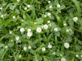 cute little wild flower at beside of the road