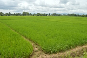 rice field and blue sky