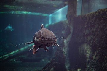 Portrait of a Phractocephalus hemioliopterus of the family Pimelodidae in the order Siluriformes
