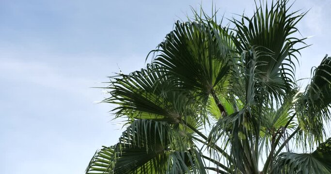 Palm leaves blowing in the wind against the beautiful sky.