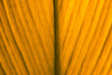 Yellow leaf texture. Leaf texture background, Banana palm leaf texture for design, Nature background and wallpaper.