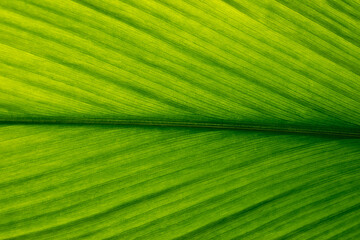 Green leaf texture. Leaf texture background, Banana palm leaf texture for design, Nature background and wallpaper