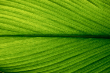 Green leaf texture. Leaf texture background, Banana palm leaf texture for design, Nature background...