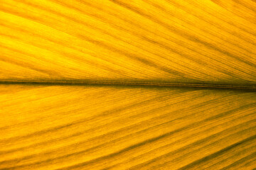 Yellow leaf texture. Leaf texture background, Banana palm leaf texture for design, Nature background and wallpaper.