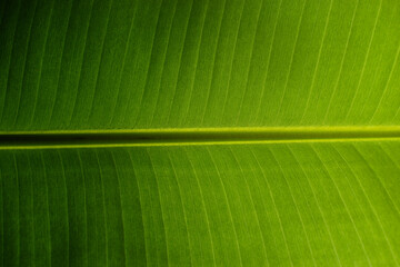 Banana leaf texture. Abstract green leaf, Large palm foliage nature dark green background.