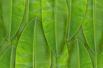 Green banana leaf background with copy specs for text. The leaves of the banana tree Textured abstract background, The leaves of the banana tree pattern.