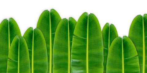 Green banana leaf background with copy specs for text. The leaves of the banana tree Textured abstract background, The leaves of the banana tree pattern.