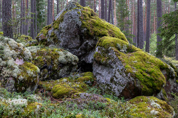Mossy large boulders in a forest, erratic origin from glaciers time