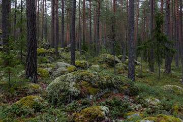 Mossy large boulders in a forest, erratic origin from glaciers time