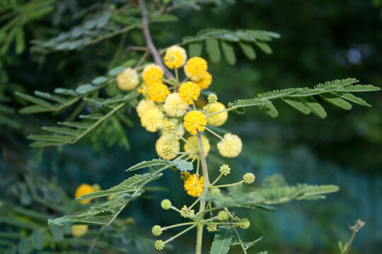 Yellow globulus flower heads of Gum Arabic (Acacia nilotica) : (pix Sanjiv Shukla)